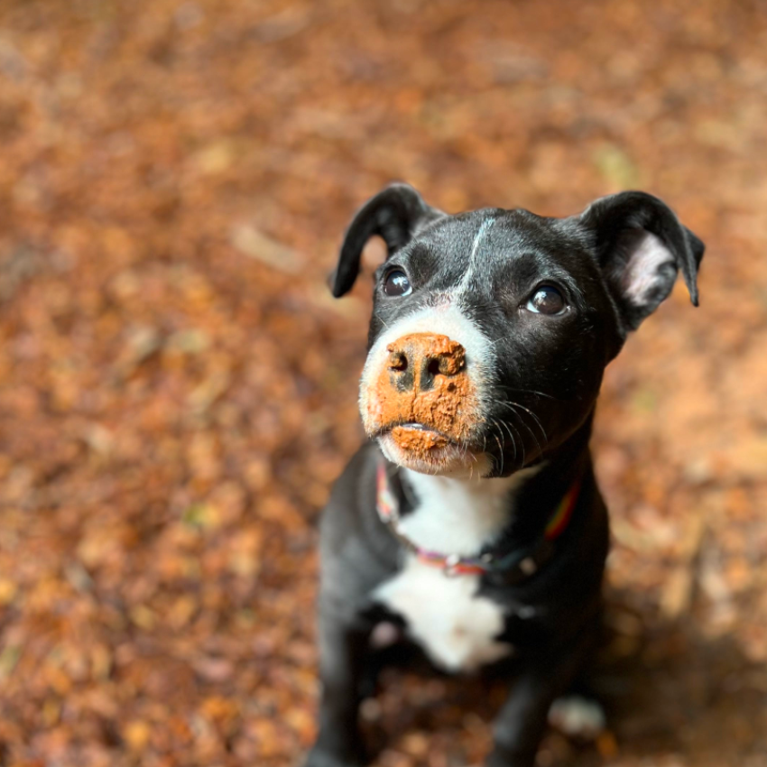 Find Your
Forever Friend