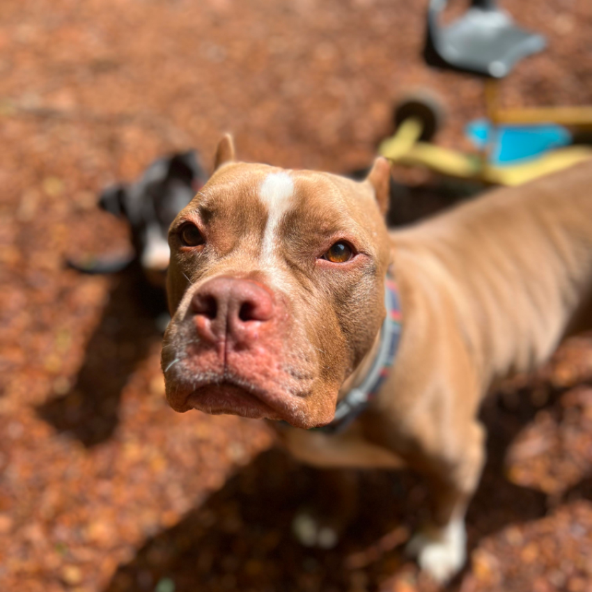 Find Your
Forever Friend